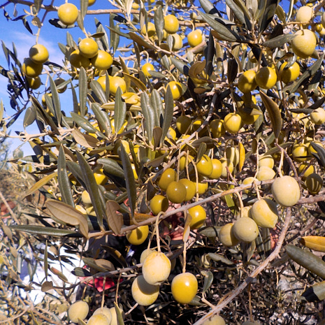 Olivenbaum